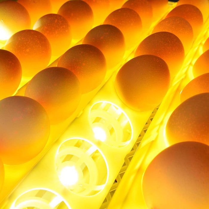 Large Capacity Automatic Egg Incubator - Halri