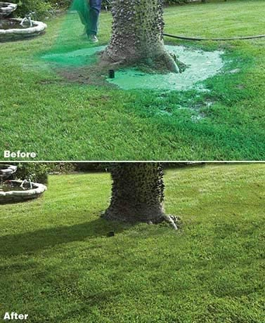 Easy Lawn Seed Spray Kit