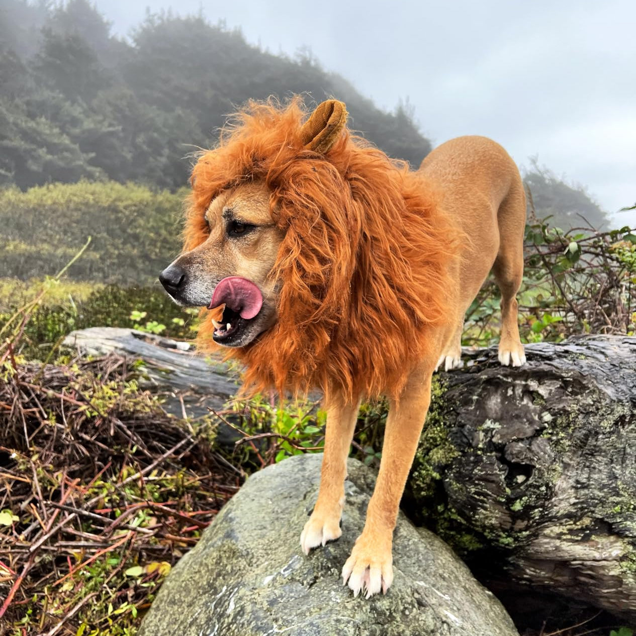 Lustige Löwenmähne-Hunde-Halloween-Perücke