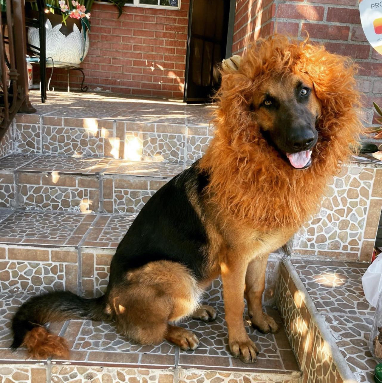 Fun Lion Mane Dog Halloween Wig - Halri